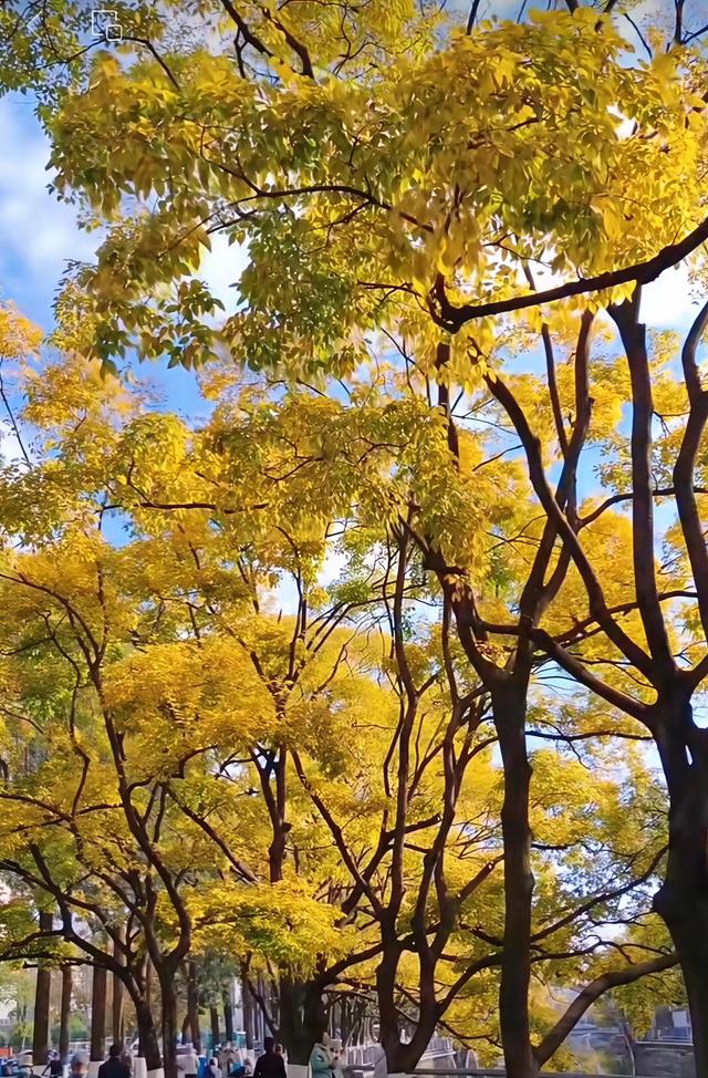 昆明市区最美拍摄地！大观路拱桥滇朴，把浪漫拍成电影帧