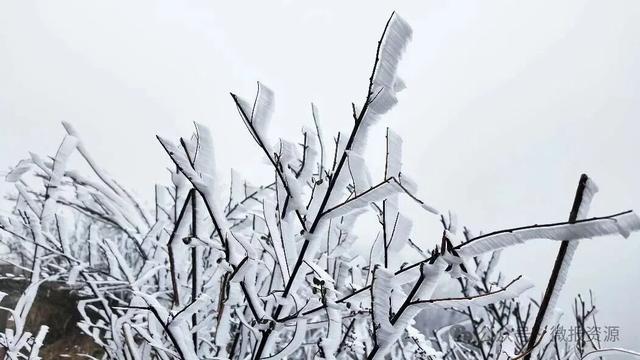 资源县隘门界雾凇持续绽放 8日前高海拔地区仍可邂逅“冰雪童话”