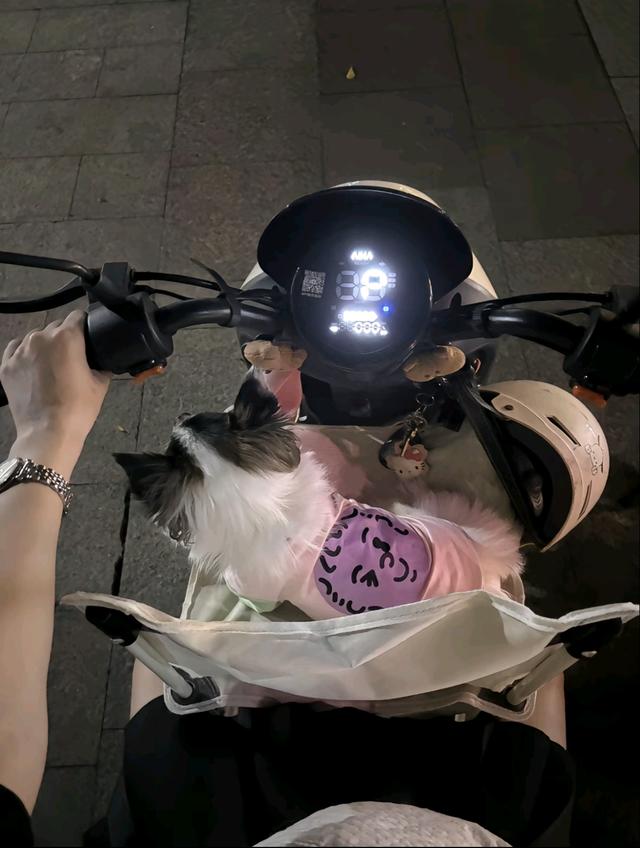 笑死了！每个骑电动车拿快递的铲屎官，都欠狗子一个道歉，哈哈~
