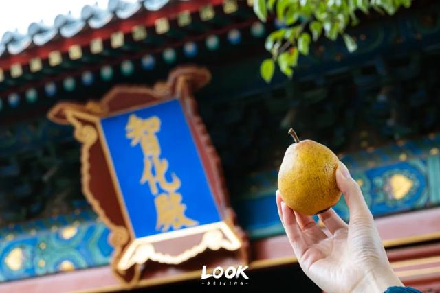 北京最新秋日打卡地 · 再看要等明年