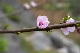 写给亲爱的你：入目再无他，满眼都是你，好想你图片