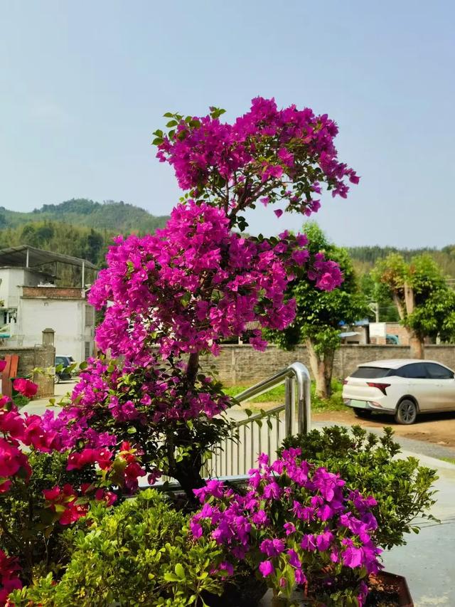 怀集的四季!带你回顾,带你深入