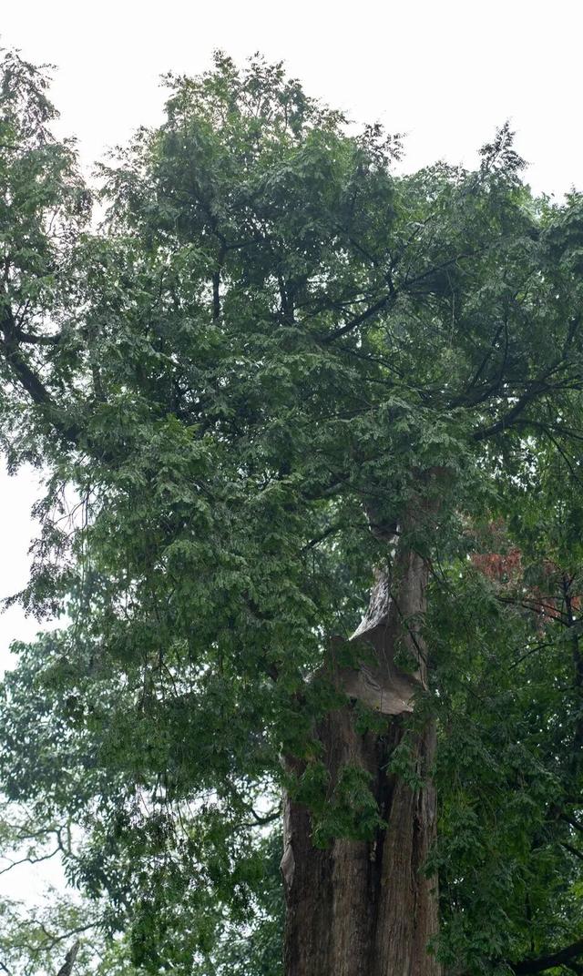 发现·公园城市 | 山风拂古寺，红豆映禅心