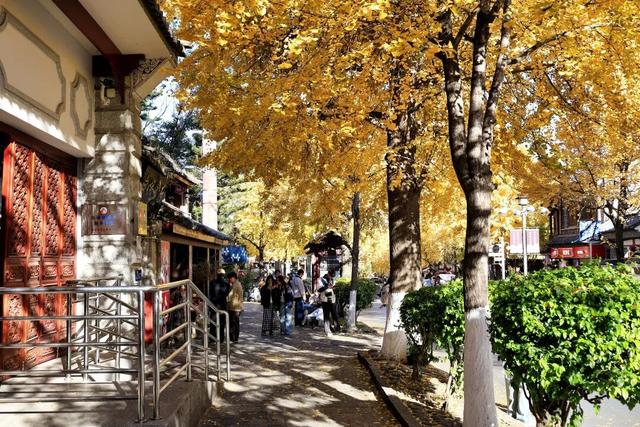 大理“金色童话”背后藏“秘密”