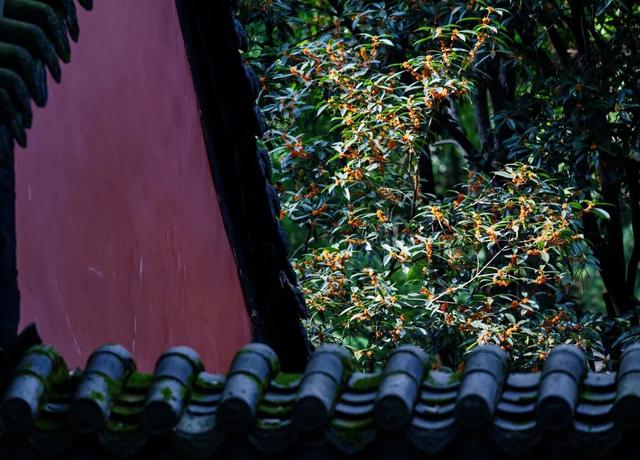 没错！诸葛亮回武侯祠了！