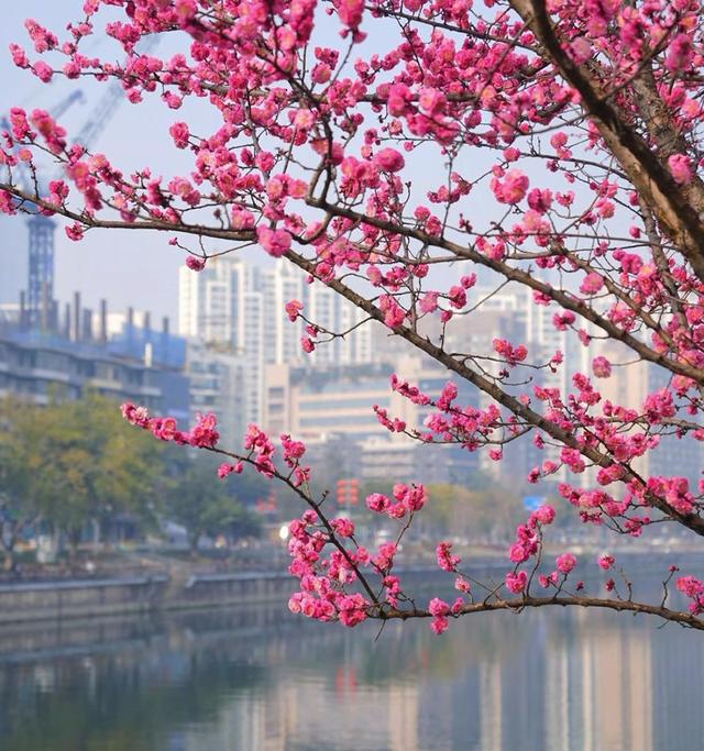 成都市内最美红梅观赏地，1000米梅花长廊，堪称性价比之王！