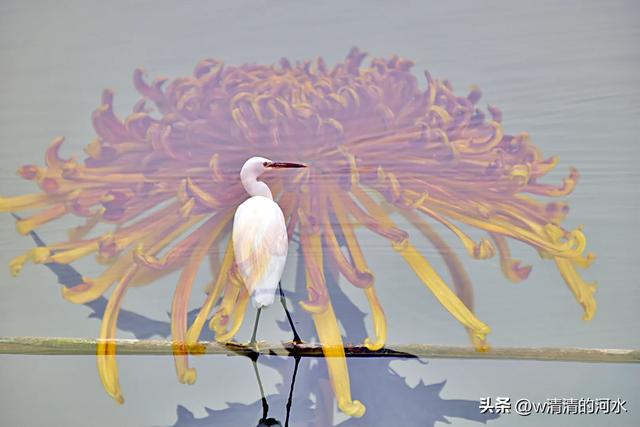 菊花是秋天里绝美的画卷