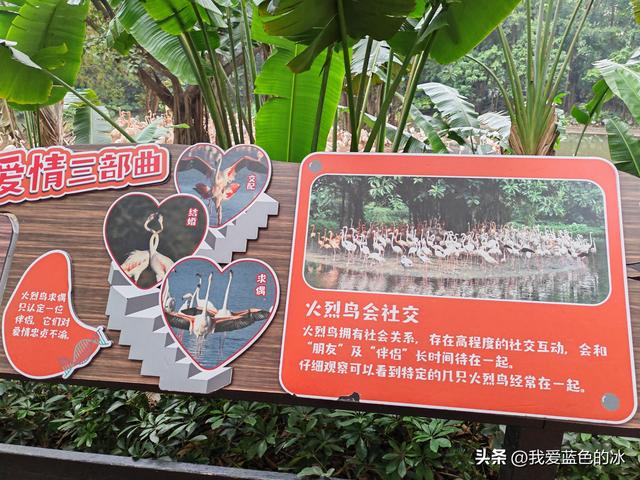 参观广州长隆野生动物园，全程感觉眼累手累腿不累