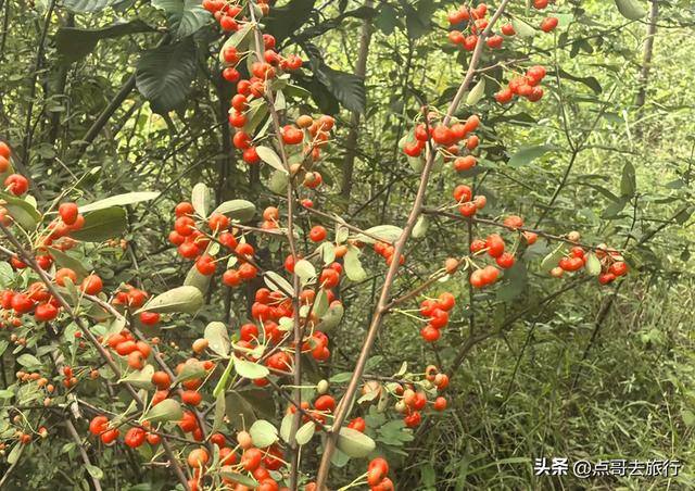 成都龙泉山爆红徒步路线，享受超级梭梭板，大人小孩都喜欢！