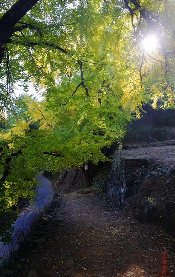 深秋，到政和大岭村看银杏黄叶去。