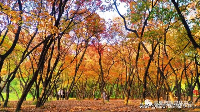 飞阅花都④丨漫步东郊公园 邂逅秋日风光 静享“天然氧吧”