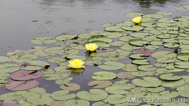 出游第7站-岳阳：因去的不是时候,愉悦与失落参半,岳阳楼值得登吗