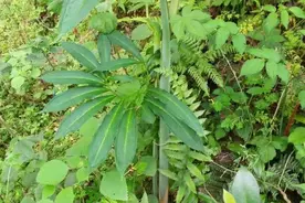 天南星：闪耀在中药界的明星植物，李时珍因它写下《本草纲目》图片