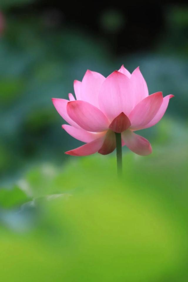 “荷” 处寻清凉？这里花 “漾” 正当时→
