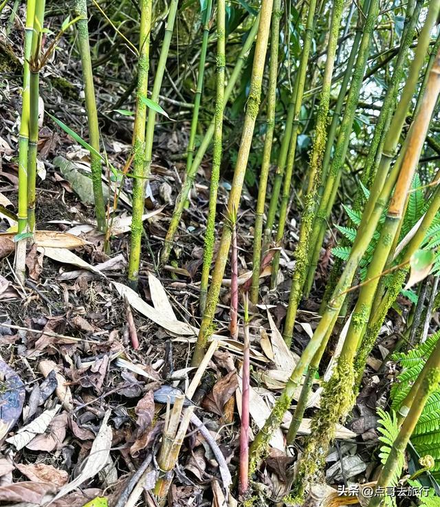 四川又一高山杜鹃惊艳了，刚好进盛花期，云海中的花园，非常唯美