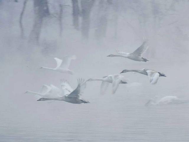 伊宁天鹅泉湿地公园：冬日里的生态诗画