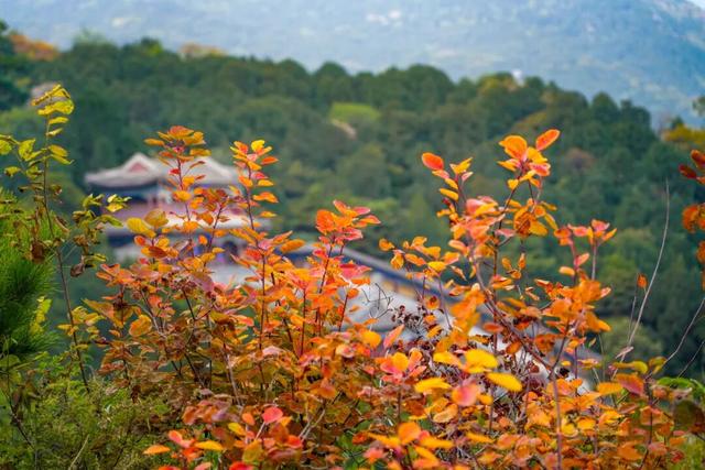 现在，香山“秋日皮肤”已加载85%！来查收