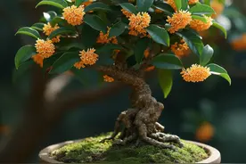 独家揭秘！3天爆根5年开花 桂花树养成绝密技巧曝光图片