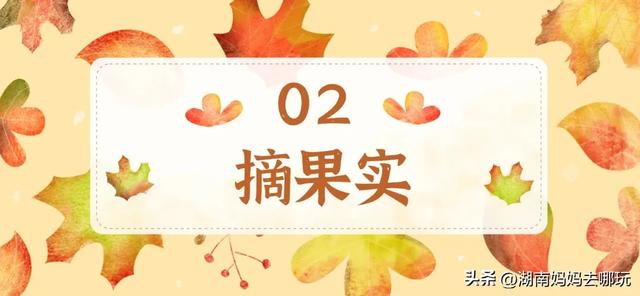 藏不住了!望城这片小众银杏秘境已到最佳观赏期,还能露营、骑行、摘果子