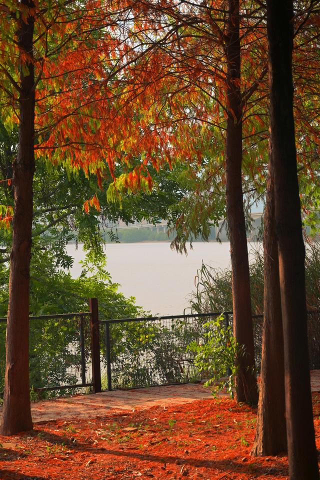 福州深秋宝藏公园，藏着粉黛乱子草与火红水杉，还有绝美沙滩江景