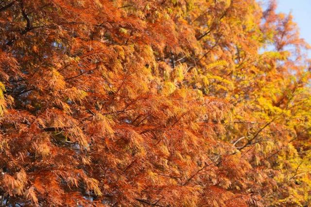 “植愈力”满分！金坛茅山秋冬植物大赏~