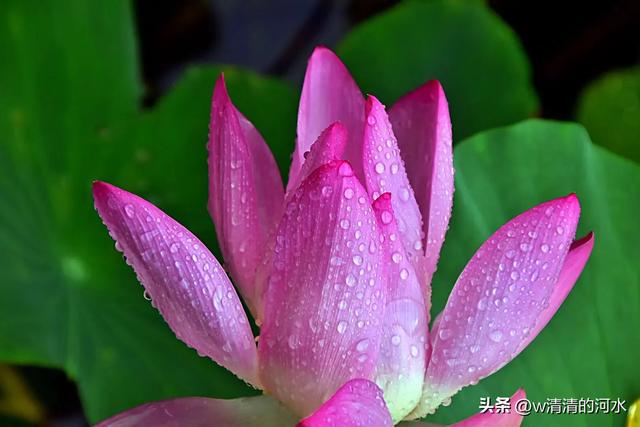 荷花是夏季里最曼妙的风景