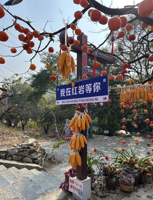 广西隐藏的宝藏小城！恭城：不输桂林的山水，独一份的油茶香🍃