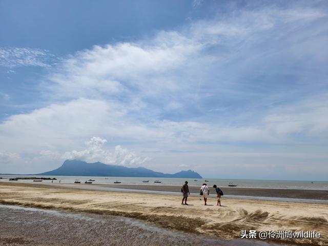 马来西亚(36)砂拉越州⑩峇哥国家公园夜间徒步体验