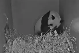 荷兰出生的第二只大熊猫宝宝有名字了图片