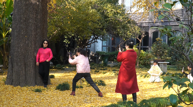 满城尽带黄金甲 古城银杏进入最佳观赏期