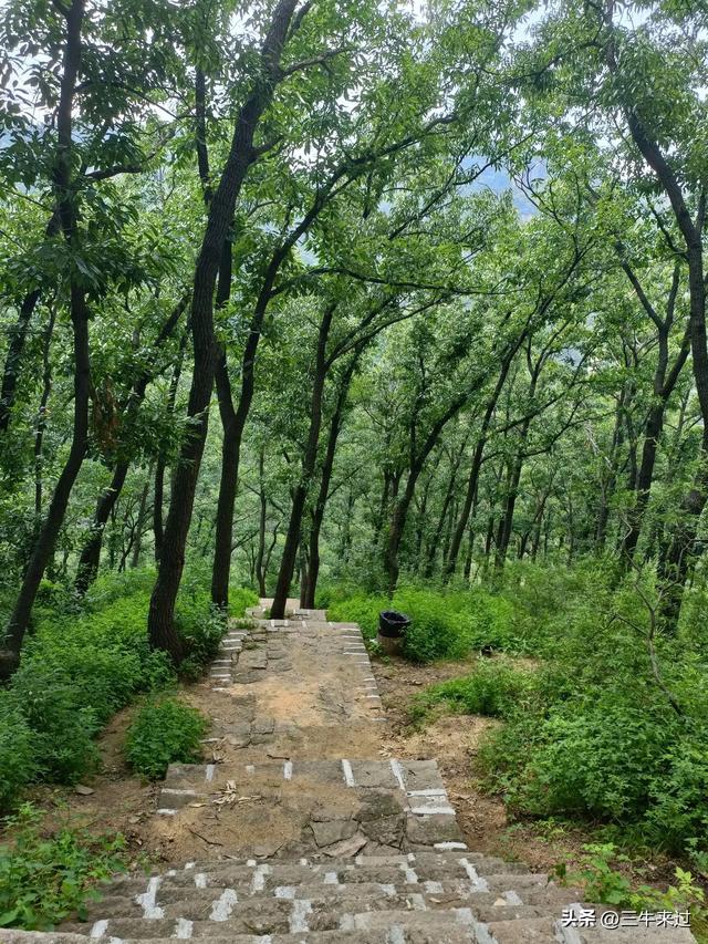 无为在歧路，避暑去鲁山