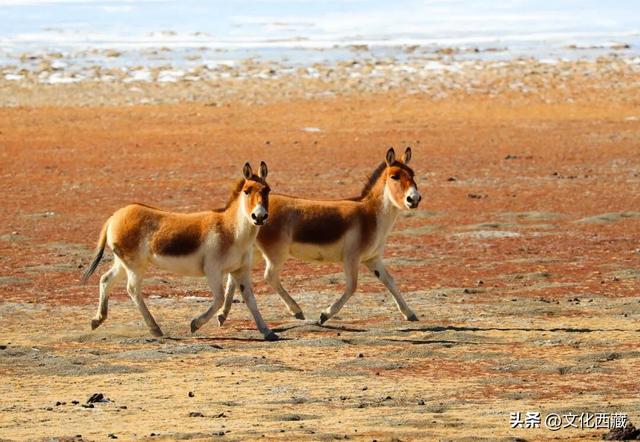疯狂心动！哲古草原秋日限定景观，藏着西藏最野的浪漫！