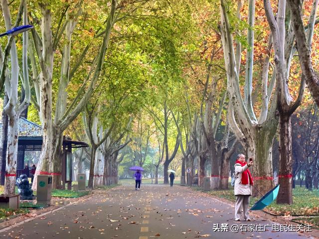 石家庄市裕西公园赏叶美景上线邀您打卡