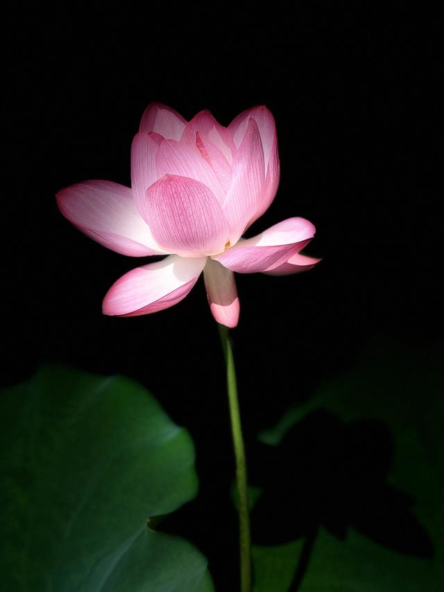 夏日西湖，8月9日。
