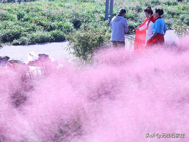石家庄多地现“梦幻粉色花海”，快来打卡！
