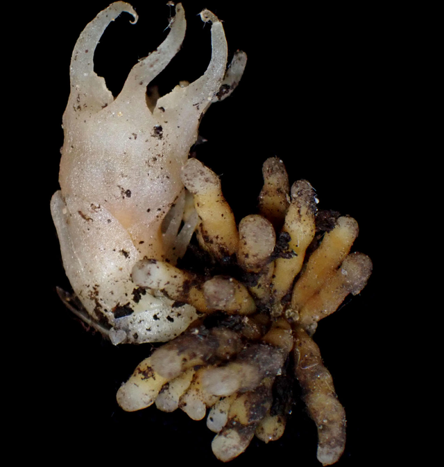 森林幽灵颠覆认知，无需阳光生长，二十年追踪现新种！