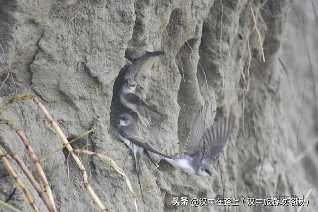 汉中汉江湿地晨景绝了！薄雾锁江，鸟戏江波，宛如仙境！