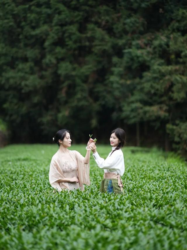 重阳登高何处去？安溪邀您赏花踏秋，解锁「茶山+云海」双景模式