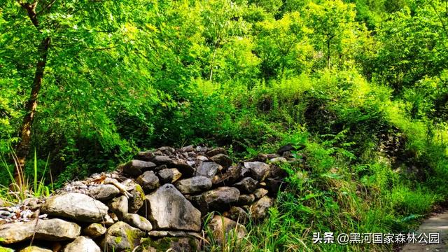 西安2h可达的这处森林公园，美的嘹咋咧！