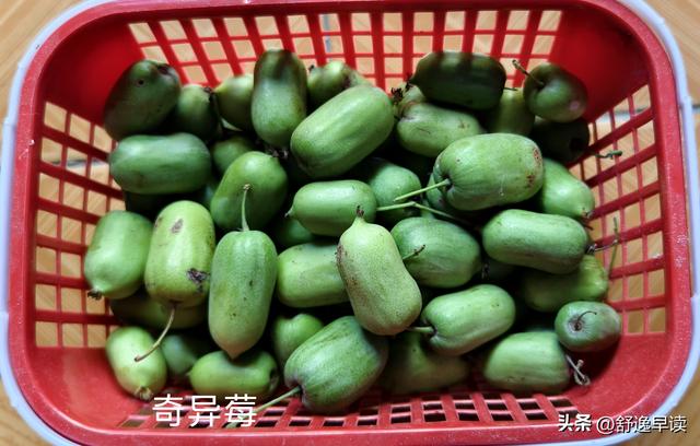 孙全铭和他的玲珑山美味奇异莓基地