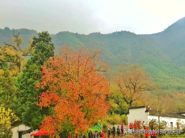 黟县塔川村初冬时节，一地落叶也是五彩斑斓