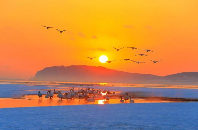 乘高铁看天鹅，还有限时景区优惠！