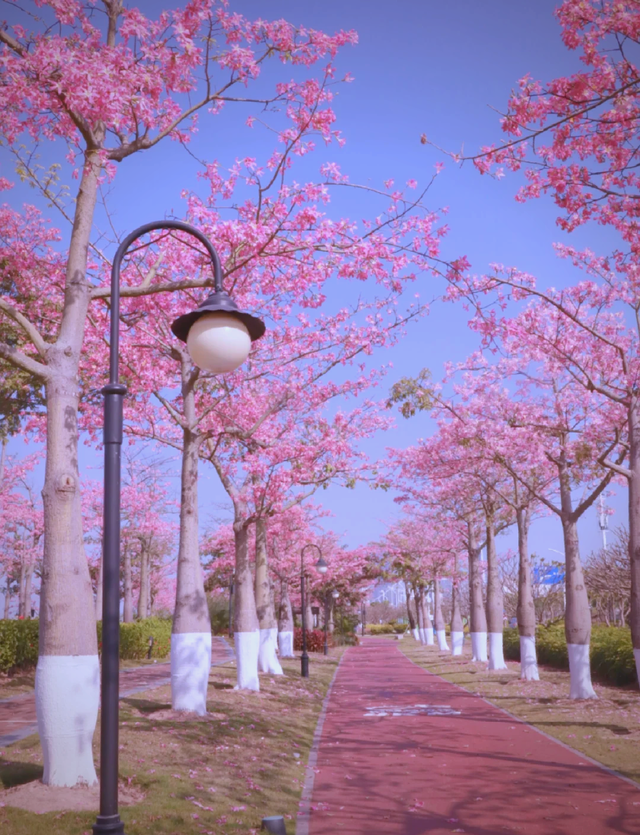 珠海市区或市区附近有什么赏秋的地方？