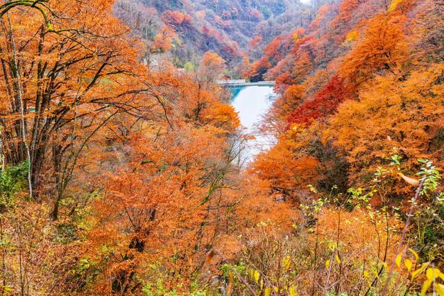 雾锁龙头山，秋染万重山