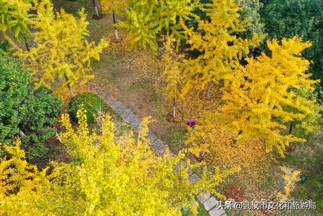 芦花不够看？江滩的银杏已经美疯了！