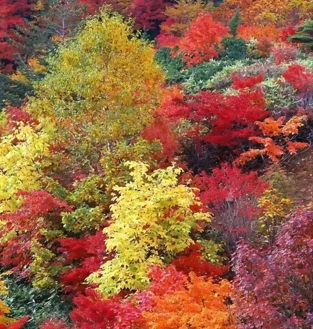 李生丨红色印记 第四十三集 《秋日里的亮子河 自然的梦幻绮境》