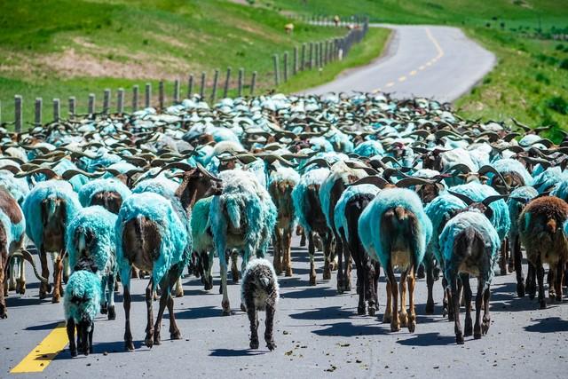 自驾游遇羊群，边牧首次体验牧羊，