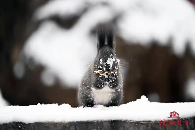 12月,必须来沈阳了!