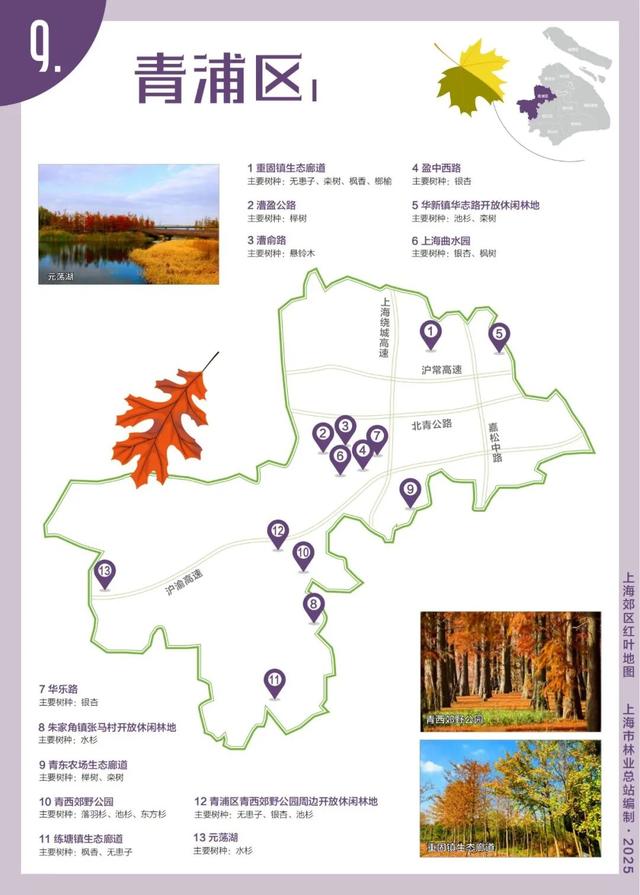 解锁2025上海郊区红叶地图，一起走进申城的五彩世界！