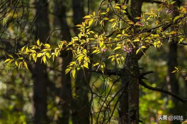 灵鹫山的野樱花快谢了,今年还没看的就别去打扰无为寺的清静啦